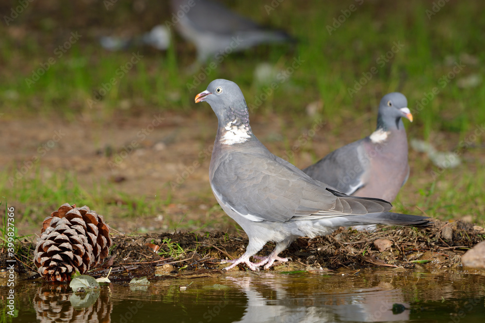 paloma torcaz en el suelo del bosque (columba palumbus) Ojén Andalucía España paloma torcaz en el suelo del bosque (columba palumbus) Ojén Andalucía España
