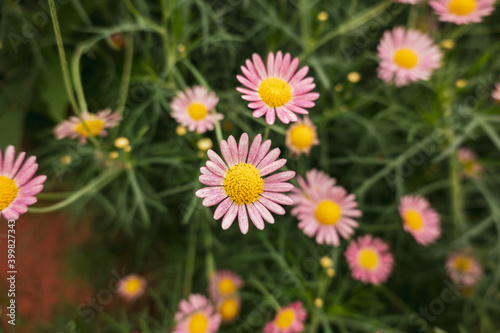 flowers in the grass