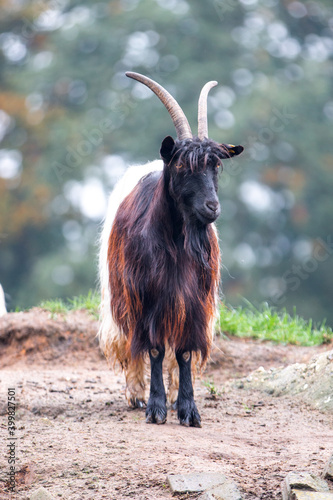 Valais blackneck goat (in german Walliser Schwarzhalsziege) Capra aegagrus f. hircus