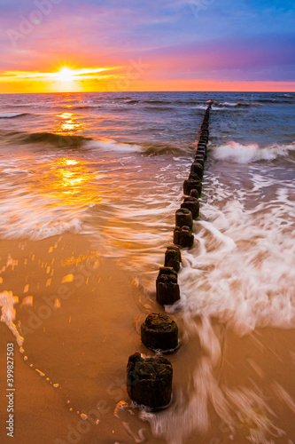 crocus in the tatrs mountains