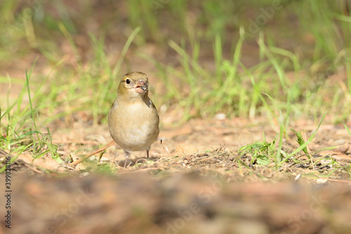 pinzón vulgar en el parque (fringilla coelebs)