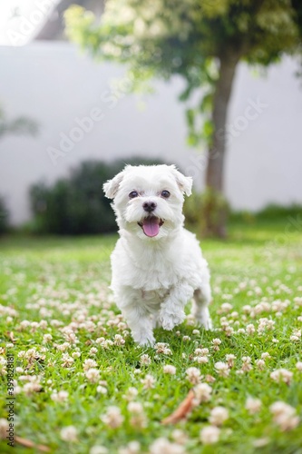 Fotografiet Puppy playing in spring Maltese bichon
