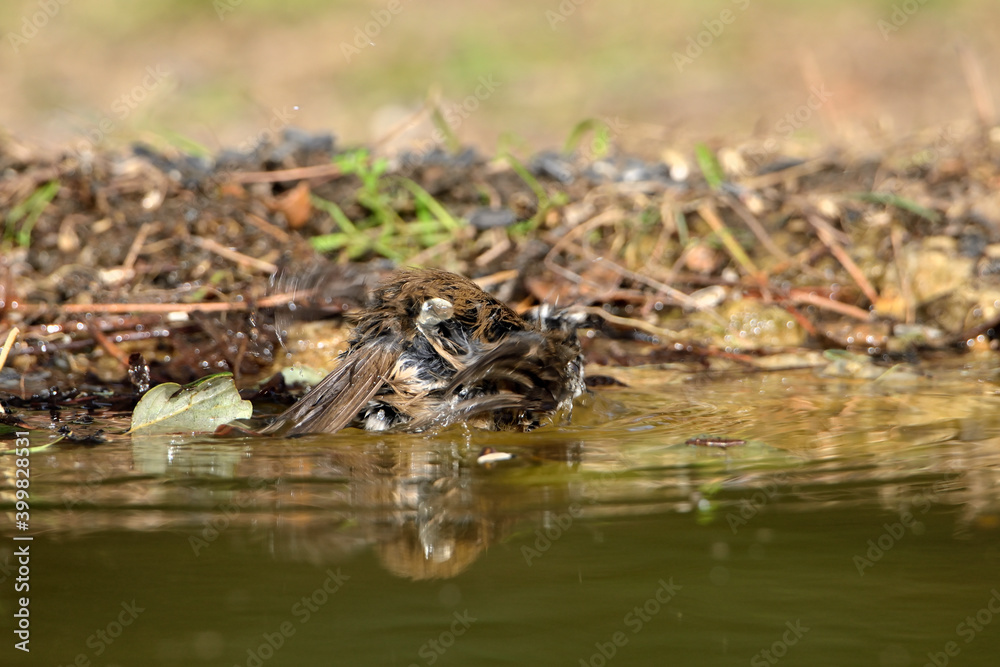  herrerillo capuchino bañándose en el estanque del parque  (lophophanes cristatus)