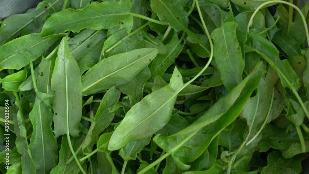 Closeup top view 4k video of many fresh green dock leaves isolated on wooden table background. Healthy diet organic ingredient.