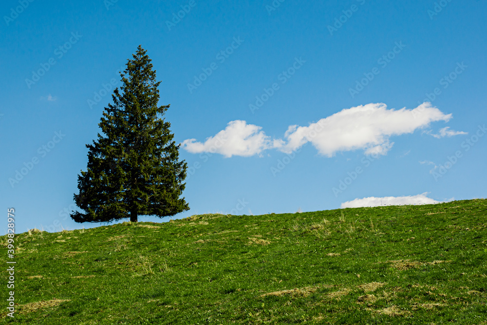 Obraz premium tree on a hill