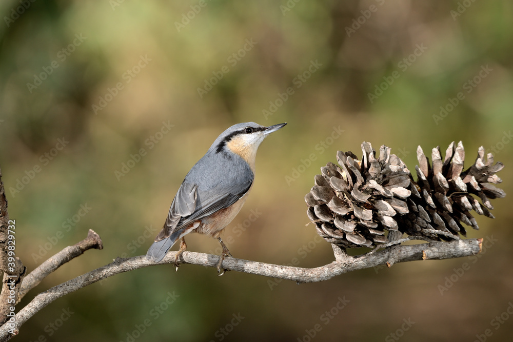 trepador azul en la rama de un pino con una piña (sitta europaea) trepador azul en la rama de un pino con una piña (sitta europaea)