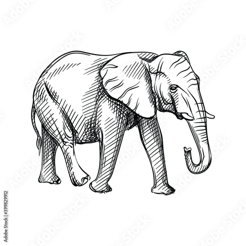 Fototapeta Naklejka Na Ścianę i Meble -  Hand-drawn black and white sketch of elephant on a white background. Wild life. Wild animals. Black and white adult elephant. Dambo elephant