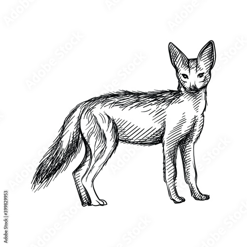 Hand-drawn black and white sketch of jackal on a white background. Wild life. Wild animals. Black and white jackal, fox