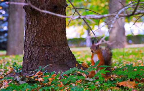 Little squirrel. Red forest squirrel. Squirrel in the park in summer.