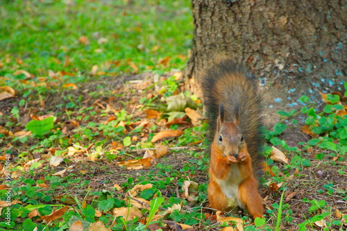 Little squirrel. Red forest squirrel. Squirrel in the park in summer.