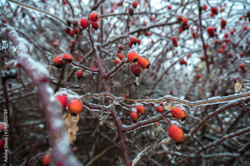 bushes of red berries under ice on a winter day