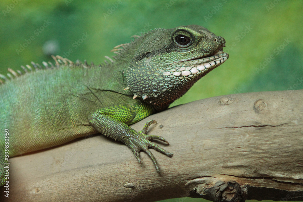 Obraz premium iguana on a branch