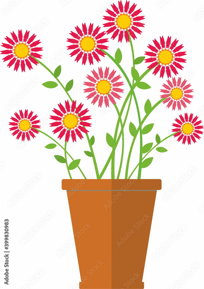 flower, home plant in ceramic pot
flower, home plant in ceramic pot