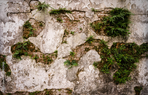 texture stone wall with vegetation to be used as a banner or a wallpaper