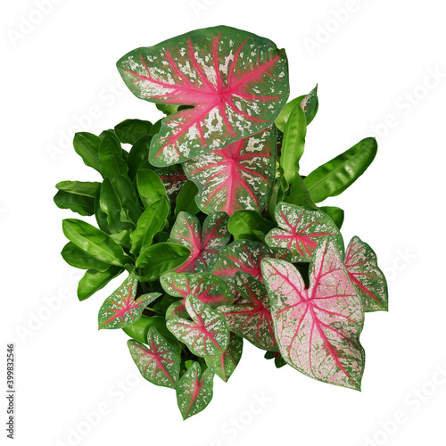 Garden foliage plants bush with Caladium bicolor pink green variegated leaves and green leaves of African blood lily or fireball lily isolated on white background with clipping path. photo