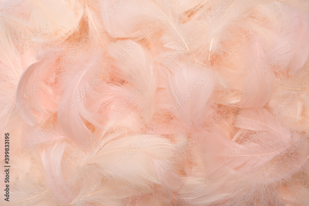 Colorful feather background, top view. Colorful feather background, top view.