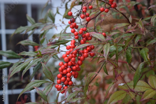 A red berry bush on a winter's day