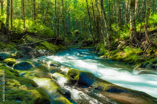 Gifford Pinchot National Forest Head of the Kalama River