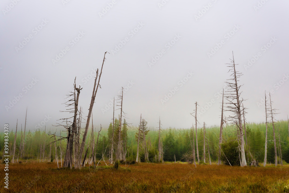 Copyspace of Wetland Meadow near Mt. St. Helens Copyspace of Wetland Meadow near Mt. St. Helens