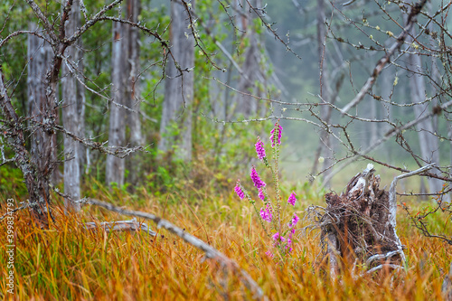 Floxglove blooming in wetland meadow photo