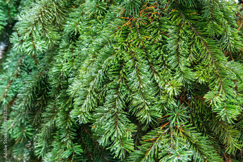 branches of a pine branches of a pine