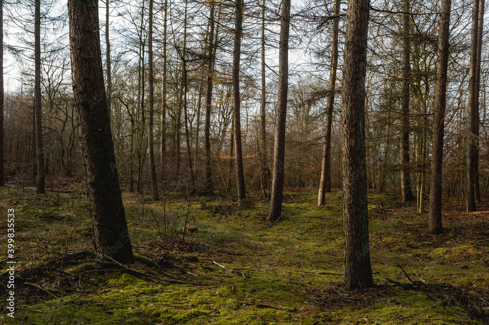 Naklejka premium Im Nadelwald