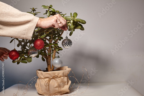 Christmas tree made from houseplant Crassula ovata jade plant money tree.Zero waste, eco friendly Christmas. Hands decorate the plant with Christmas decor