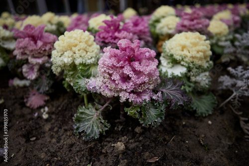 Ornamental white and purple cabbage in the gardenn photo