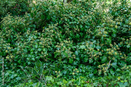 Background full of Hedera helix or common ivy