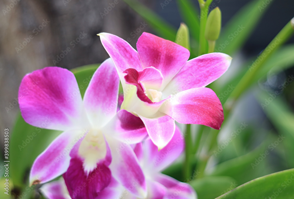 Closeup of Vibrant Pink Dendrobium Orchid Flowers Blooming on the Tree
