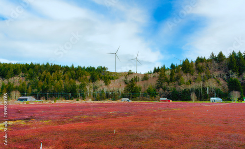 Cranberry Fields in Grayland Washington photo