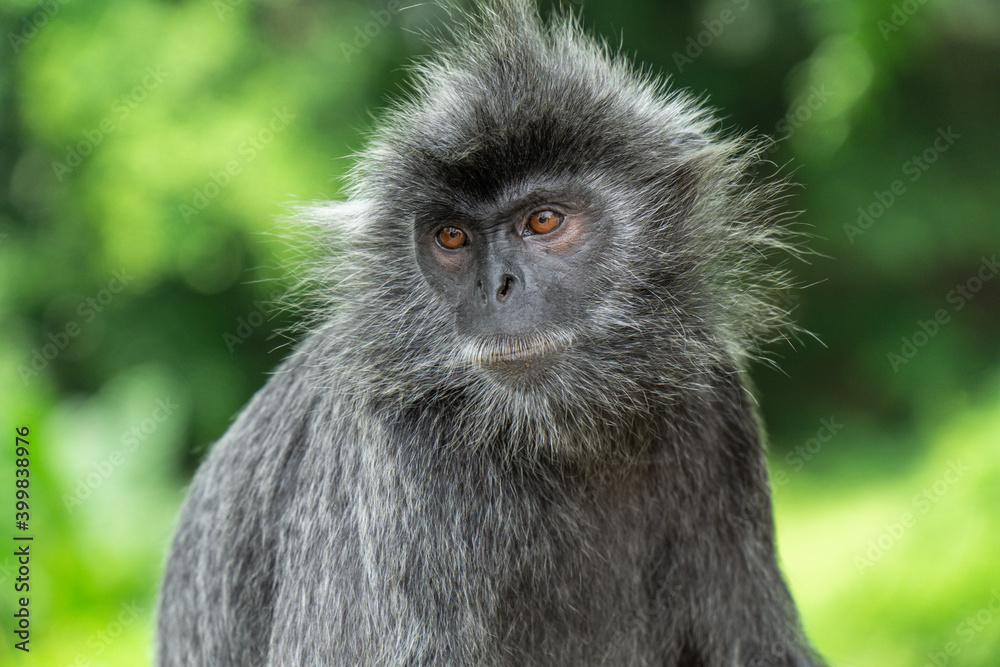 A beautiful silvery langur monkey. Photo taken at a national park in Kuala Selangor, Malaysia.