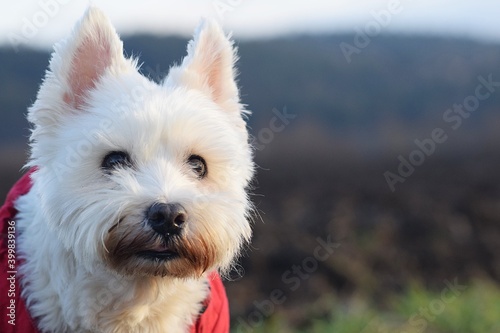 white terrier for a walk in nature
