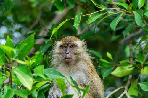 A macaque monkey at a national park in Kuala Selangor, Malaysia.