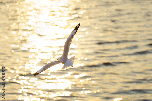 Pictures of seagulls flying in the sky and the sunset © Toon Photo Memory