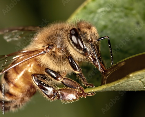 Macro photograph of Honey bee drinking honey from a leaf.