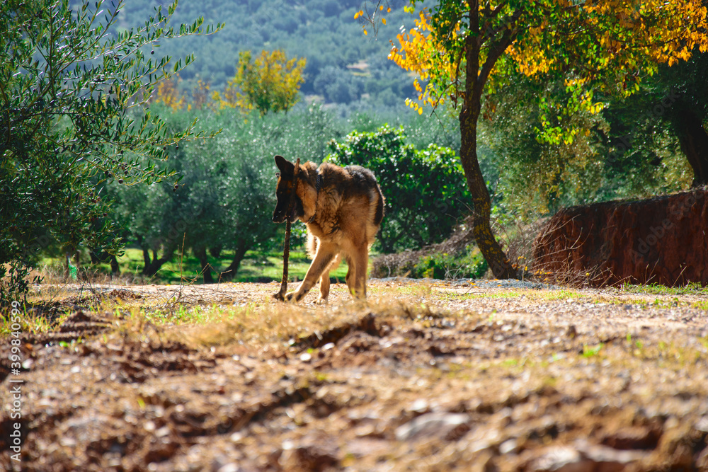Perro pastor alemán jugando con un palo en el campo Perro pastor alemán jugando con un palo en el campo