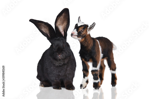 Little newborn baby goat together with big flemish giant breed rabbit isolated on white background