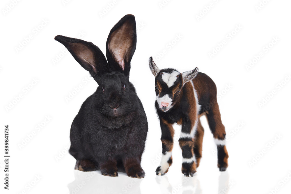 Little newborn baby goat together with big flemish giant breed rabbit isolated on white background Little newborn baby goat together with big flemish giant breed rabbit isolated on white background
