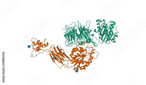 Structures of leukocyte integrin alpha-L (green) and beta-2 (brown), 3D cartoon model, white background photo