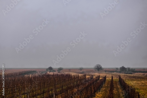 lake landscape with trees vineyards and dense ground fog