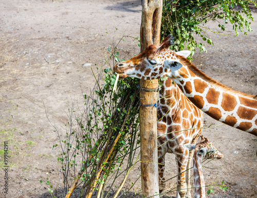 Beautiful view of two cute giraffes chewing plants. Beautiful nature backgrounds.  photo