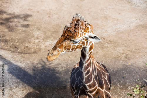 Photography Beautiful view of young cute giraffe isolated on background in Zoo