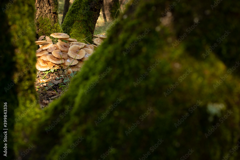 Mushrooms hidden in the forest.