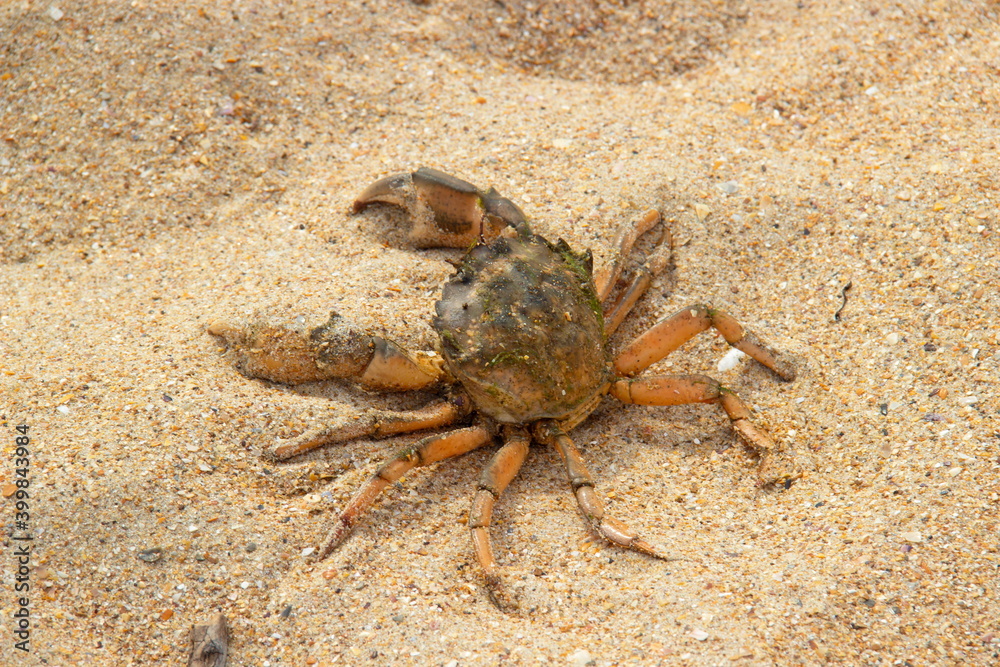 Crab resting on the sea sand