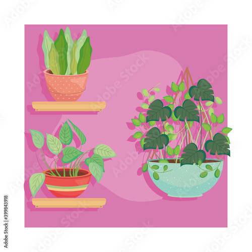 plants inside pots on shelves and hanging vector design