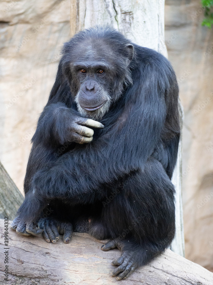 Adult chimpanzee sitting on the trunk