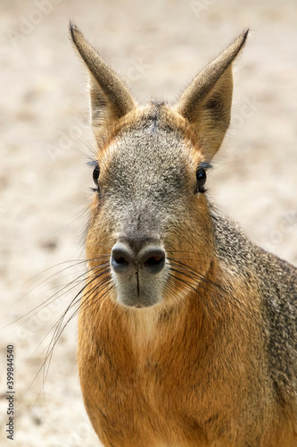 Closeup portrait of Mara (Dolichotis patagonum), large rodent. © Edwin Butter
