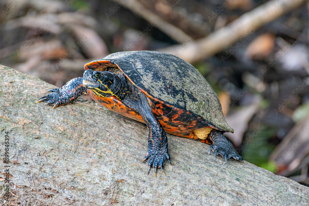 Painted turtle basking in sun on log in pond near forest Painted turtle basking in sun on log in pond near forest