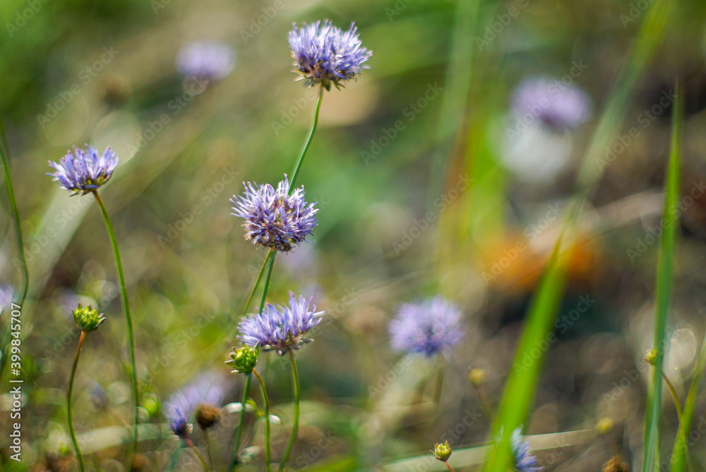 flowers in the field flowers in the field
